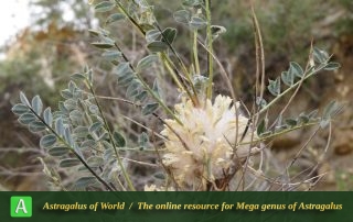 Astragalus stenolepis 5 - Photo by Bidar