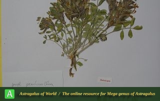 Astragalus subpentanthus - Hol