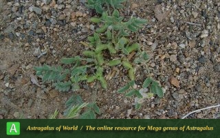 Astragalus tribuloides 2 - Photo by Maassoumi