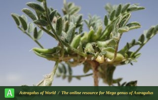 Astragalus tribuloides - Photo by Mozaffarian