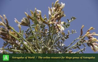 Astragalus triqueter 10 - Photo by Mozaffarian