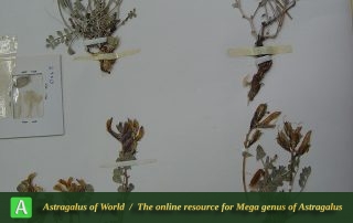 Astragalus triqueter 3