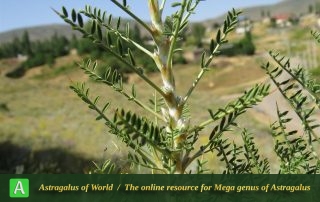 Astragalus caspicus 3 - Photo by Bidar