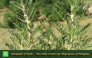 Astragalus caspicus 4 - Photo by Bidar