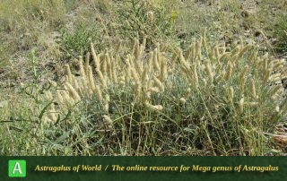 Astragalus hymenostegis - Photo by Bagheri